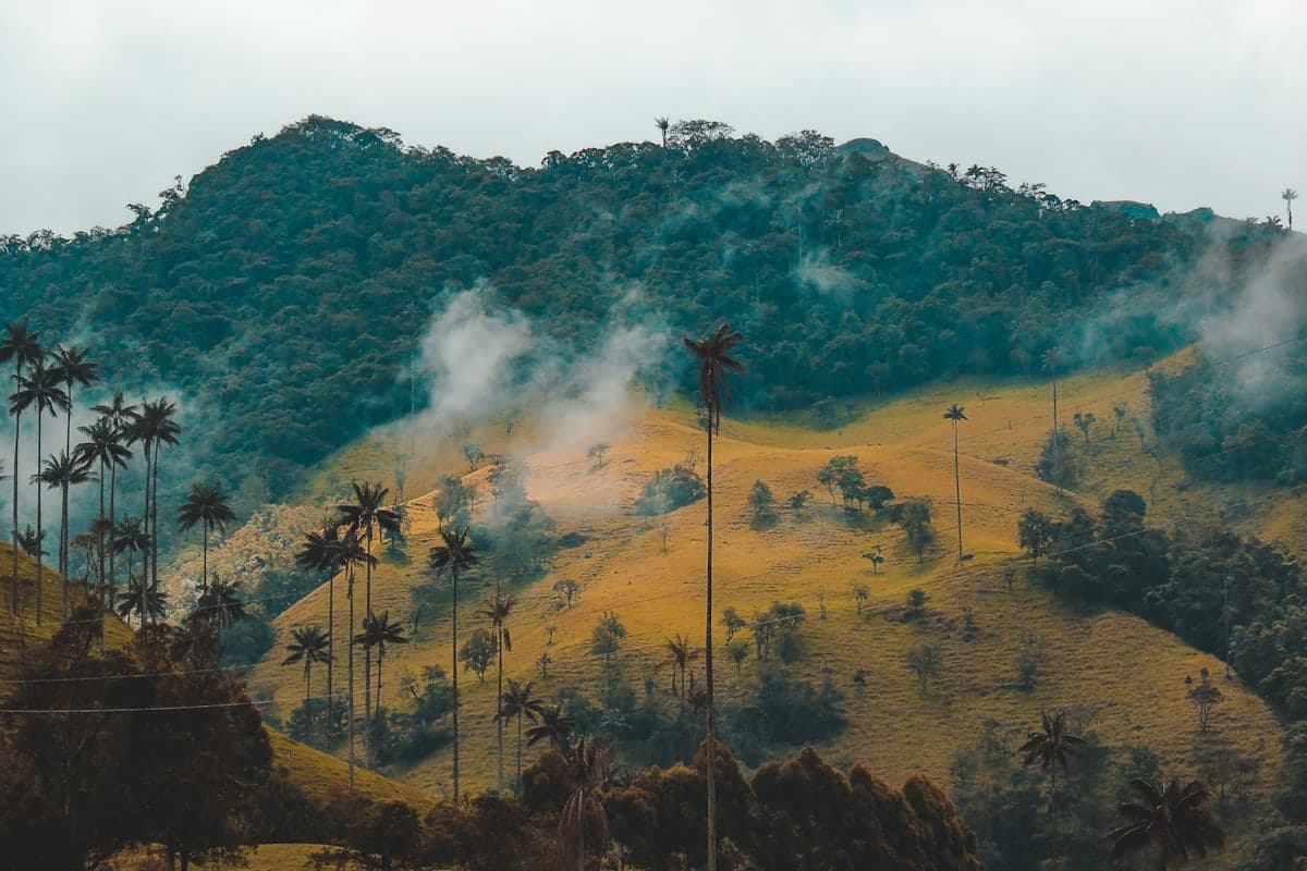 Palmas de cera del Valle del Cocora entre la niebla, en el eje cafetero colombiano